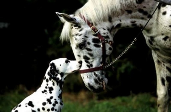 Appaloosa Horse and Dog